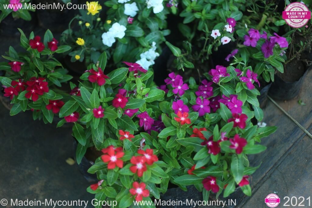 MadeinMycountry MadeinMycountryIndia India 