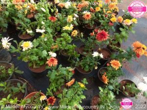 MadeinMycountryIndia MadeinMycountry India Asia