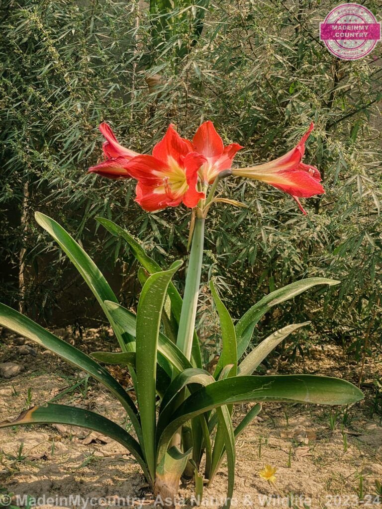 MadeinMycountry-MadeinMycountryAsia-Asia-MadeinAsia-Copyright-MadeinMycountry-Worldwide-MadeinMycountryCopyright-Asia-Nature-Flowers-Asian